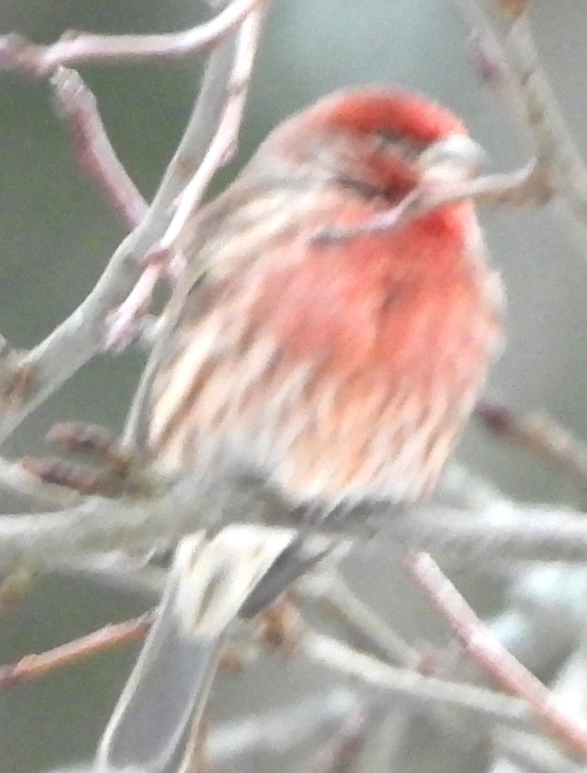 House Finch - ML646842985