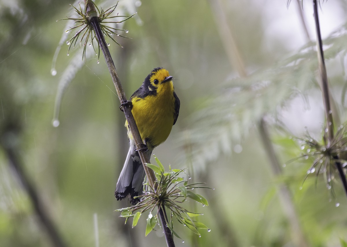 Белолицая канделита - ML646842986