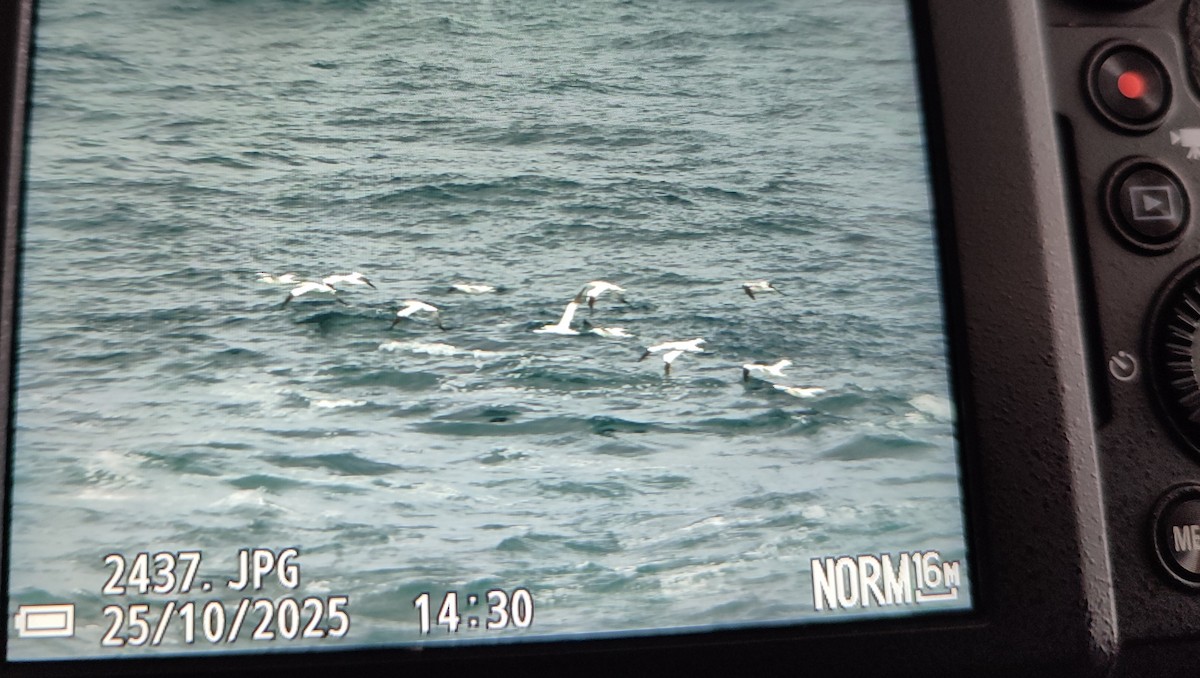 Сула атлантична - ML646842987