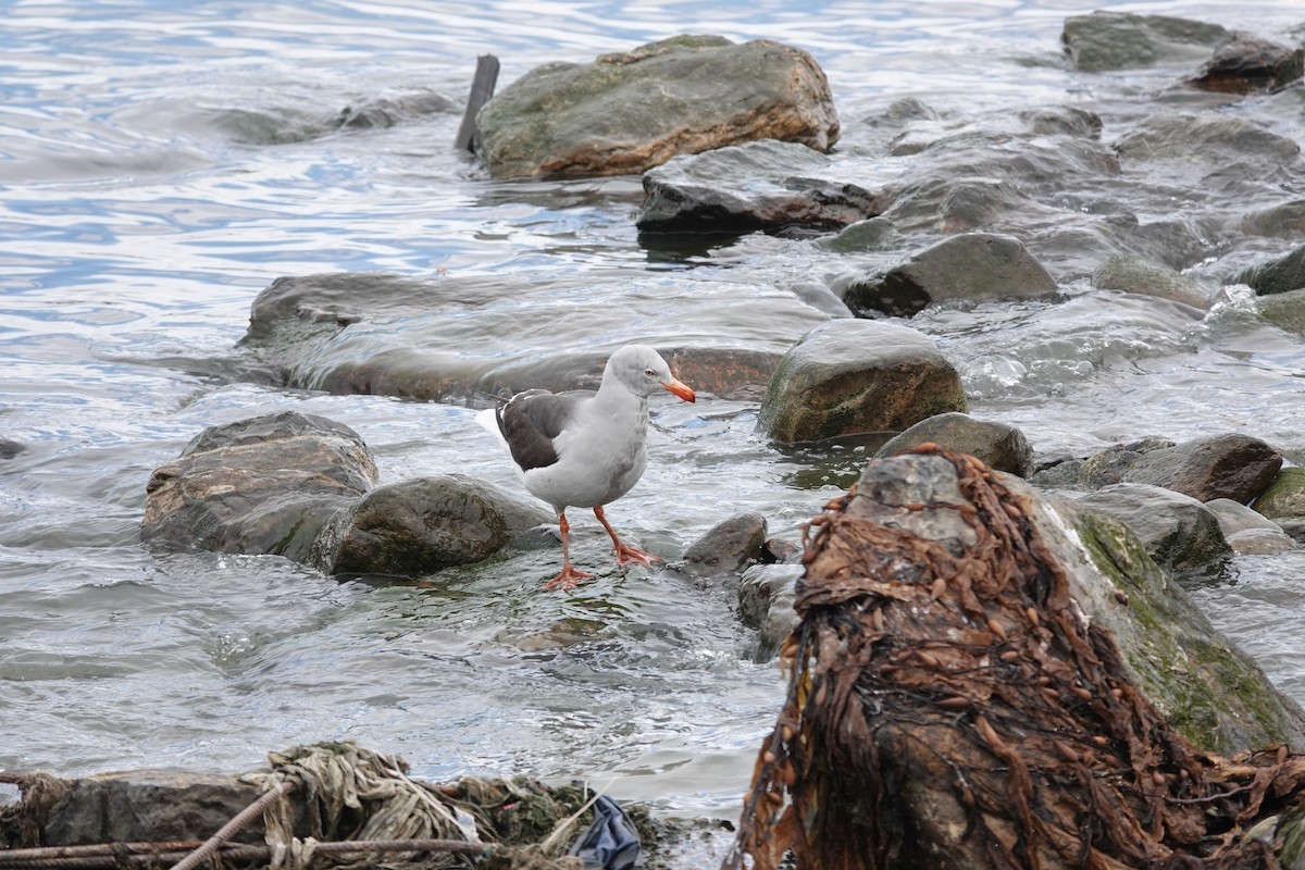 Goéland de Scoresby - ML646842988