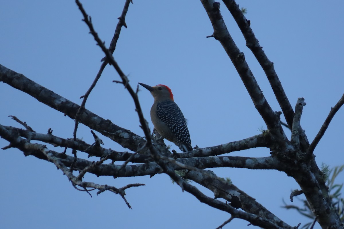 Golden-fronted Woodpecker - ML646842989