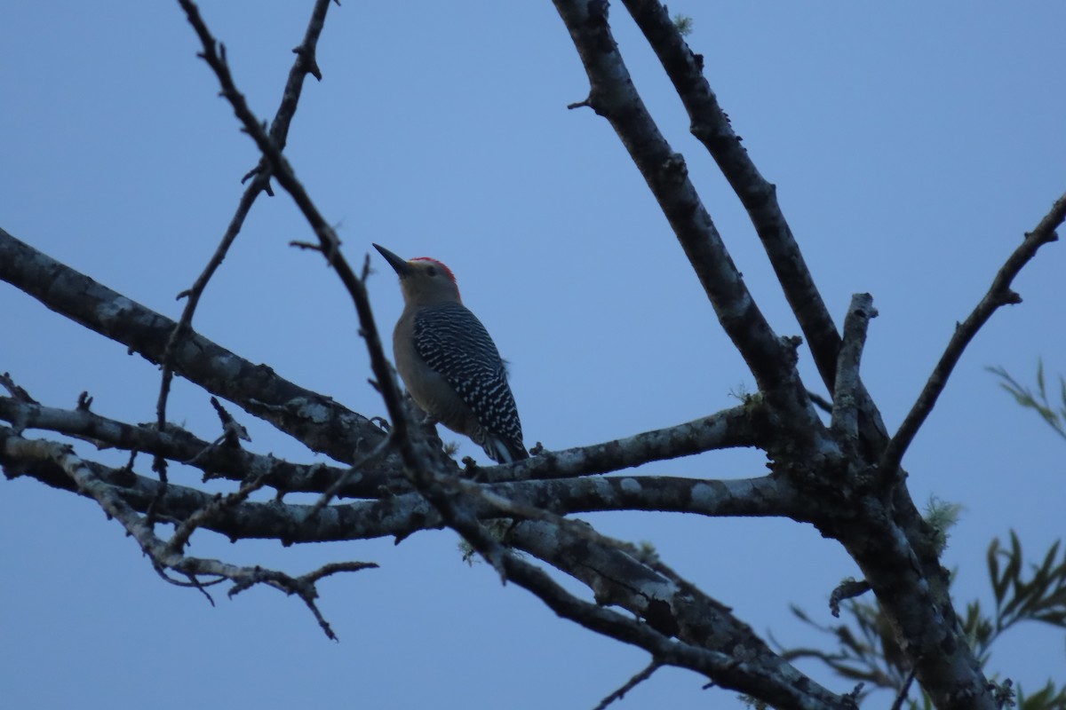 Golden-fronted Woodpecker - ML646842990