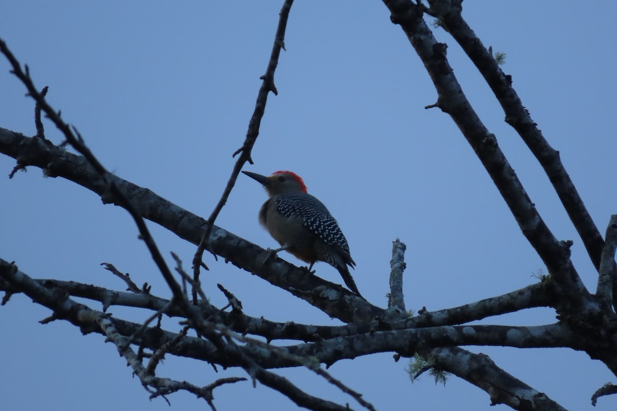Golden-fronted Woodpecker - ML646842991