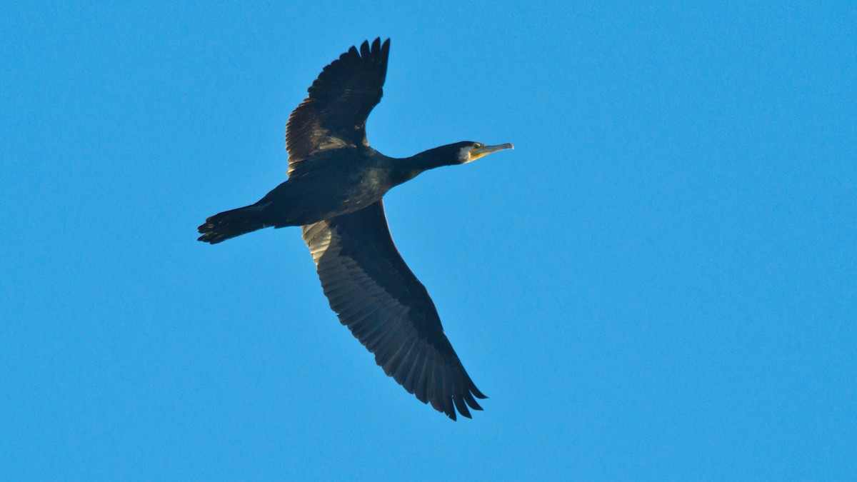 Great Cormorant - ML646842992