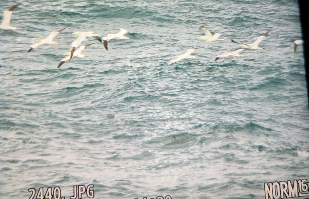 Сула атлантична - ML646842993