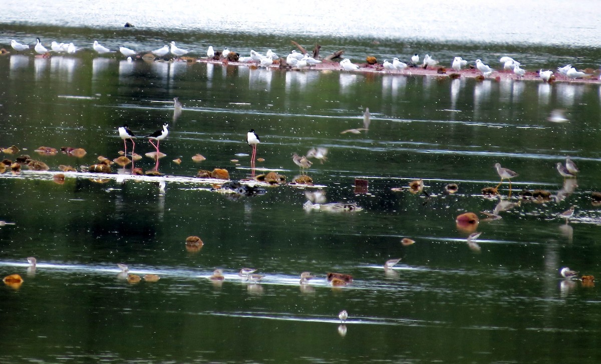 Short-billed Dowitcher - ML646842994