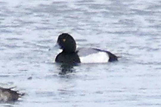 Greater/Lesser Scaup - ML646842995