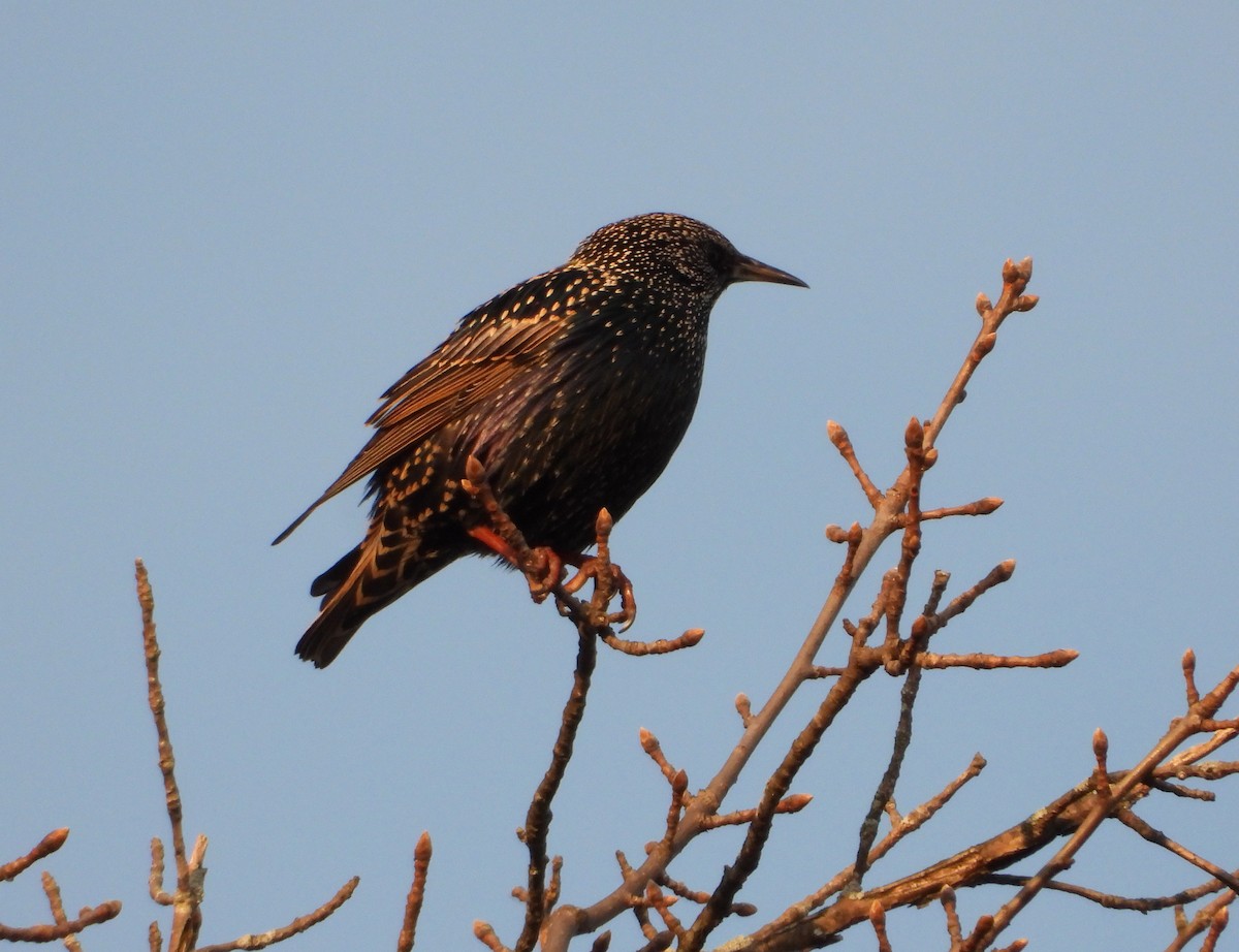 European Starling - ML646842998