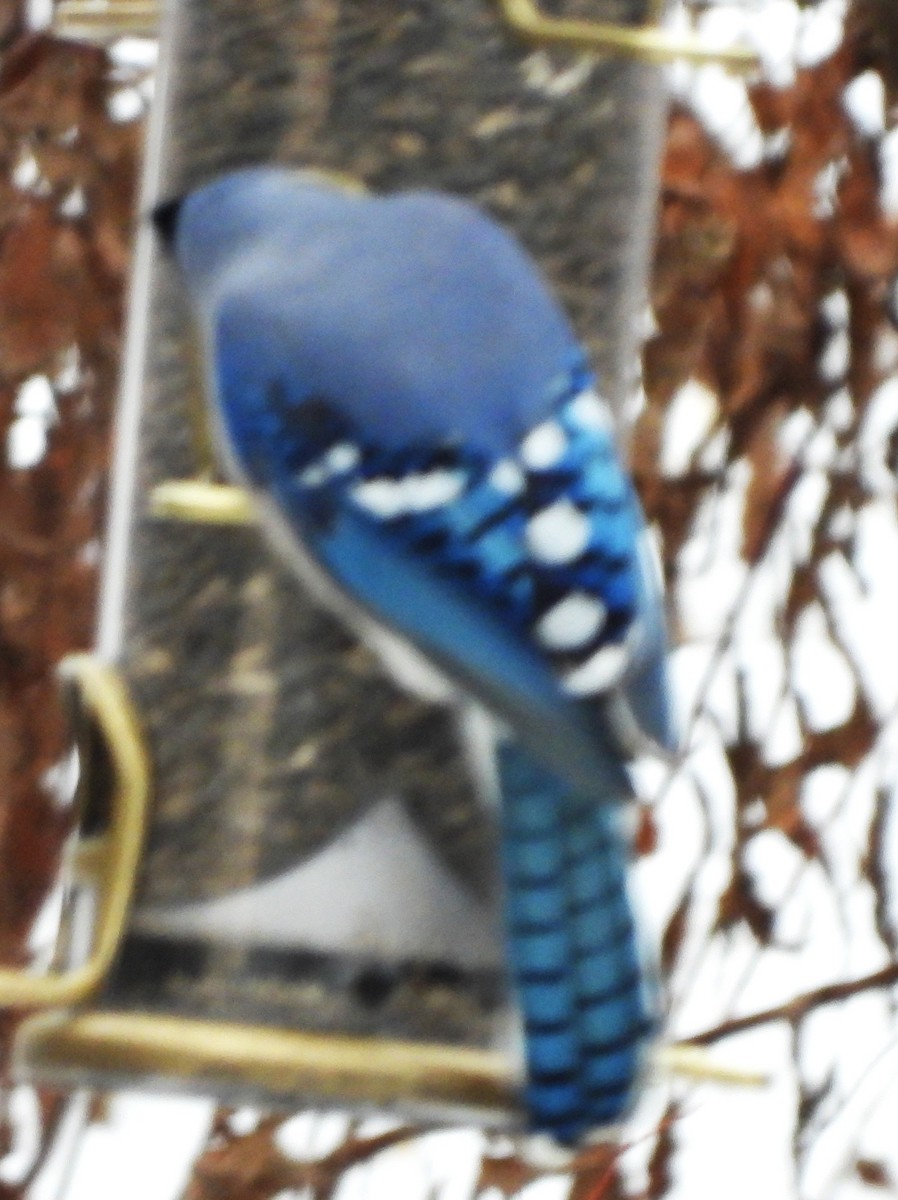 Blue Jay - ML646842999