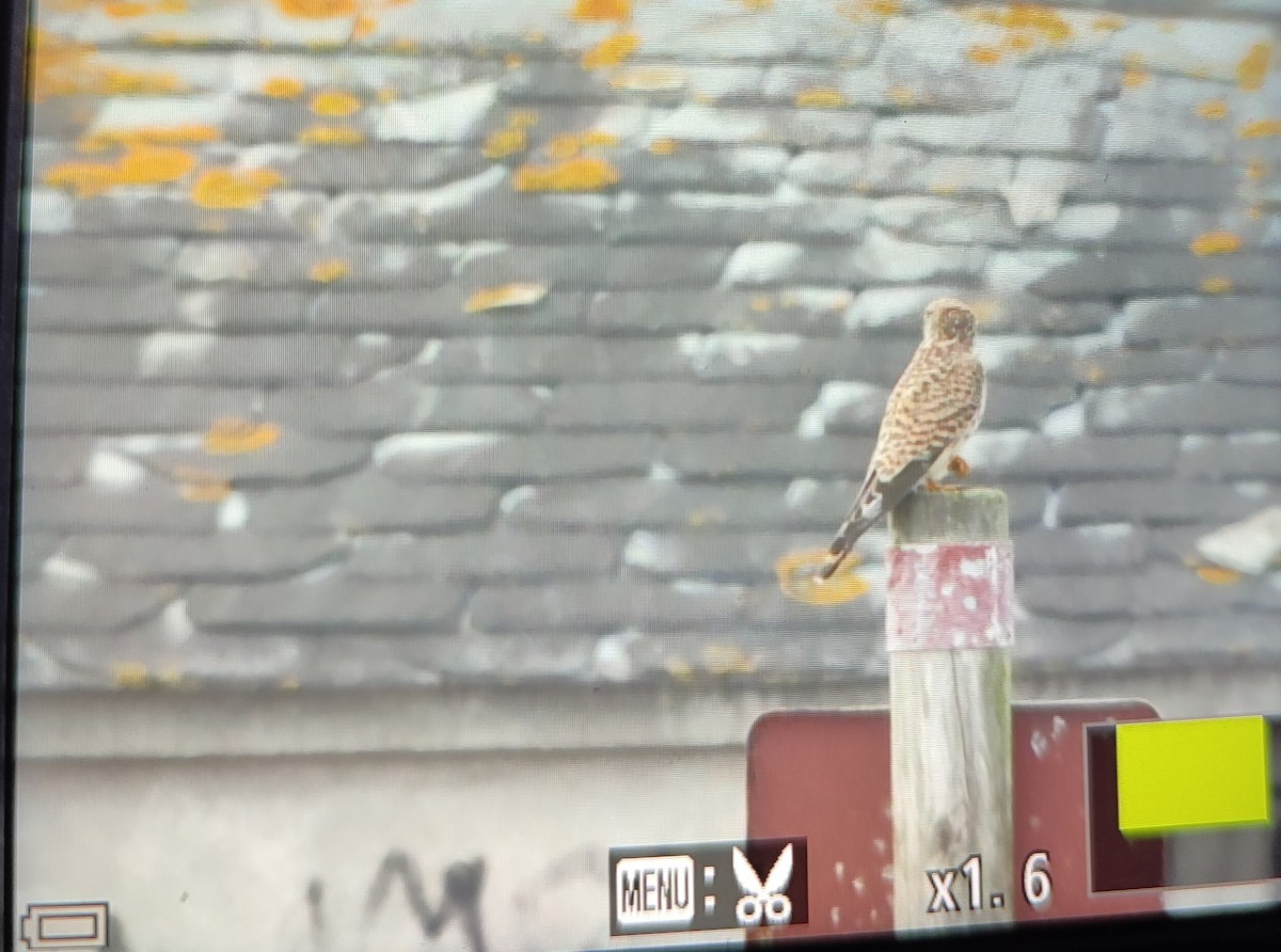 Turmfalke - ML646843000