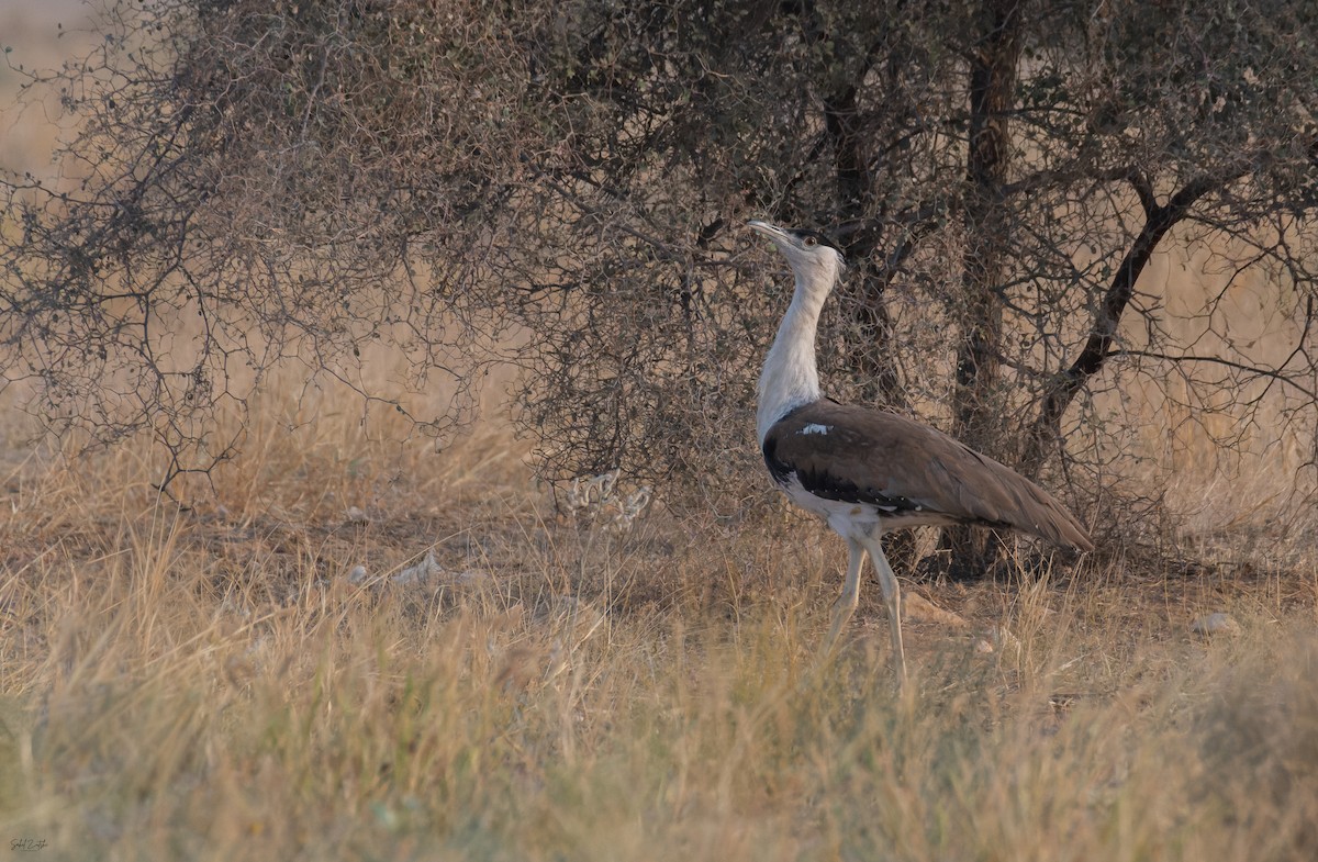 Great Indian Bustard - ML646843004