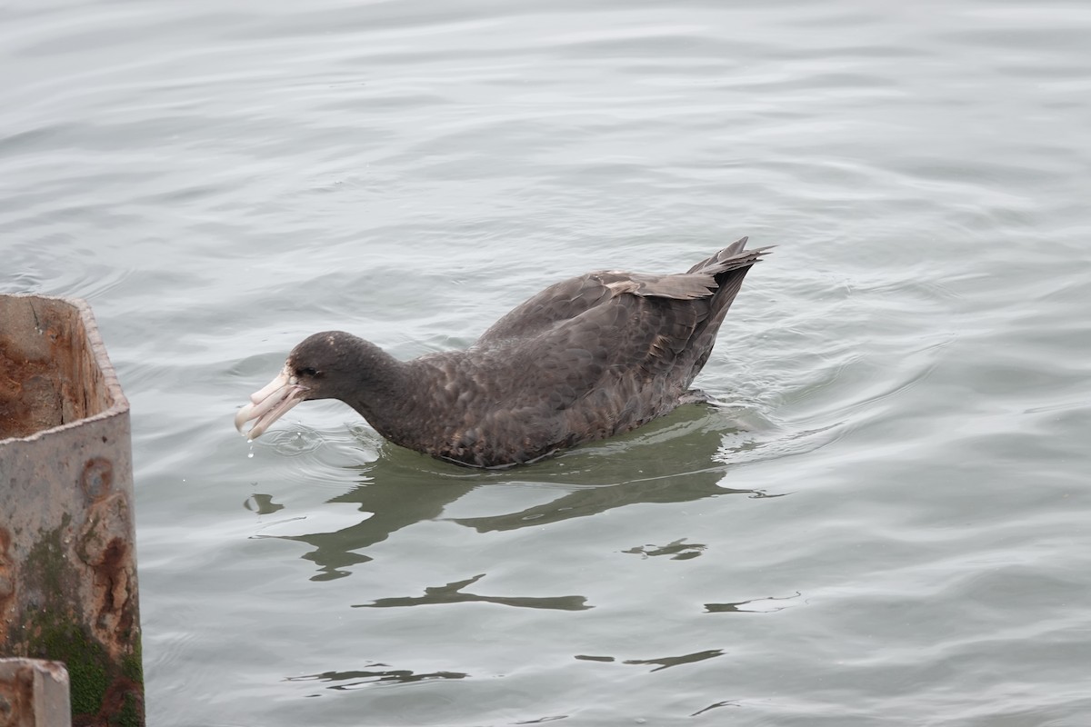 סערון-ענק דרומי - ML646843005