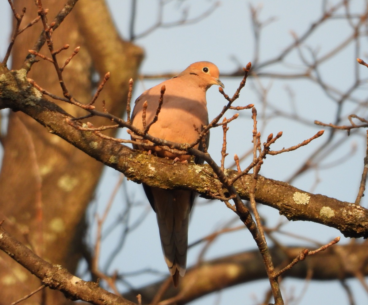 Mourning Dove - ML646843006