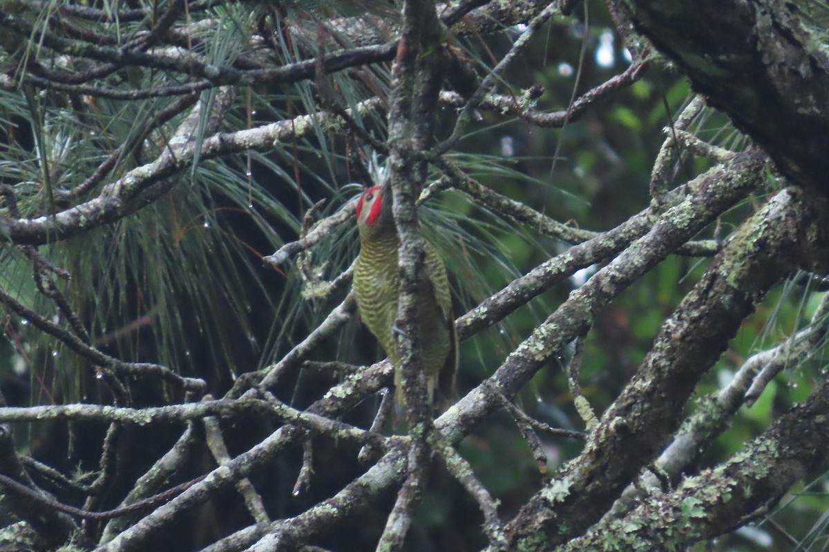 Golden-olive Woodpecker - ML646843009
