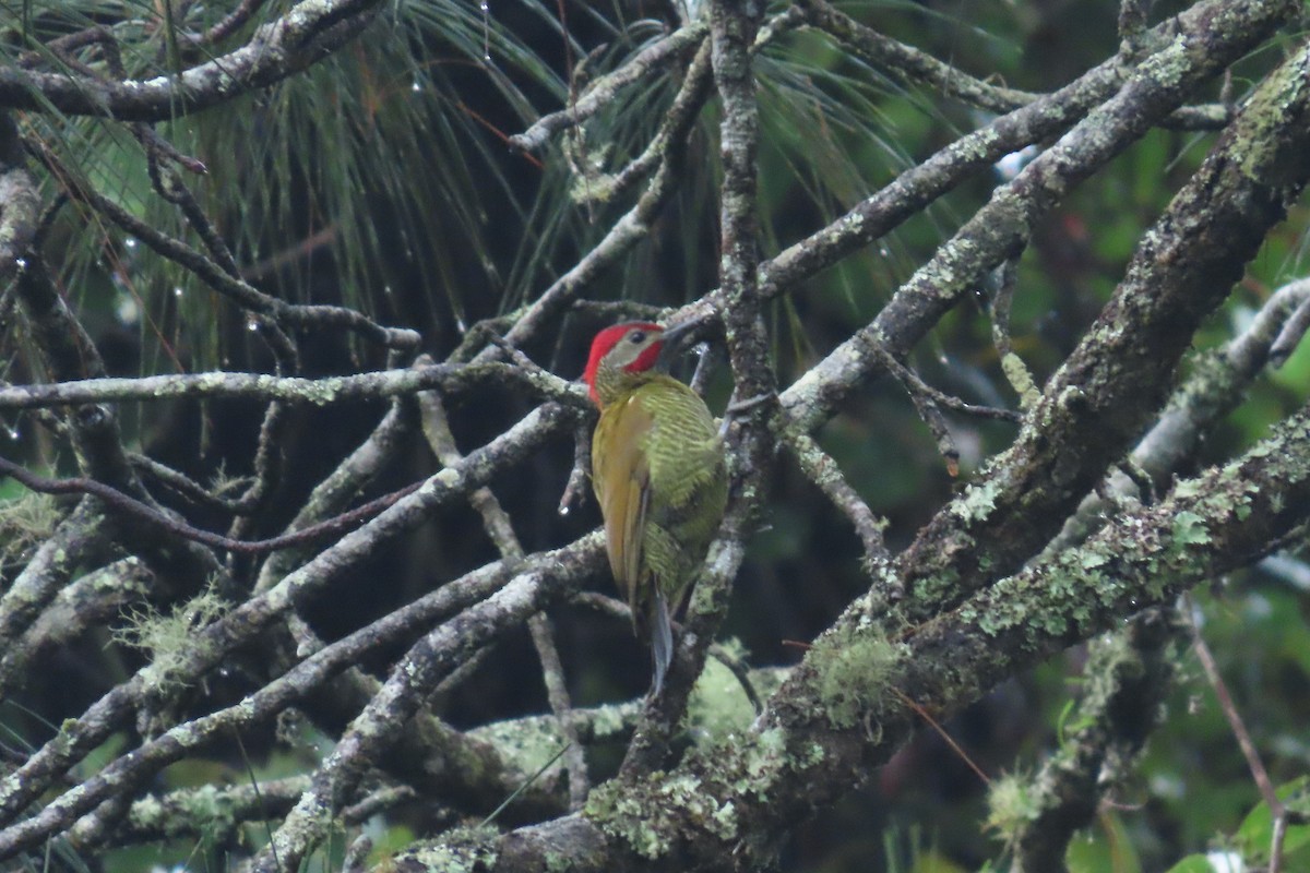 Golden-olive Woodpecker - ML646843011