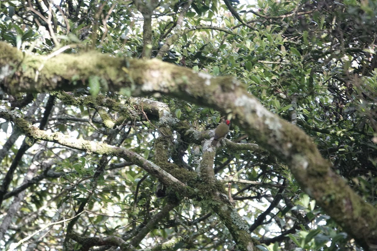 Fine-banded Woodpecker - ML646843012