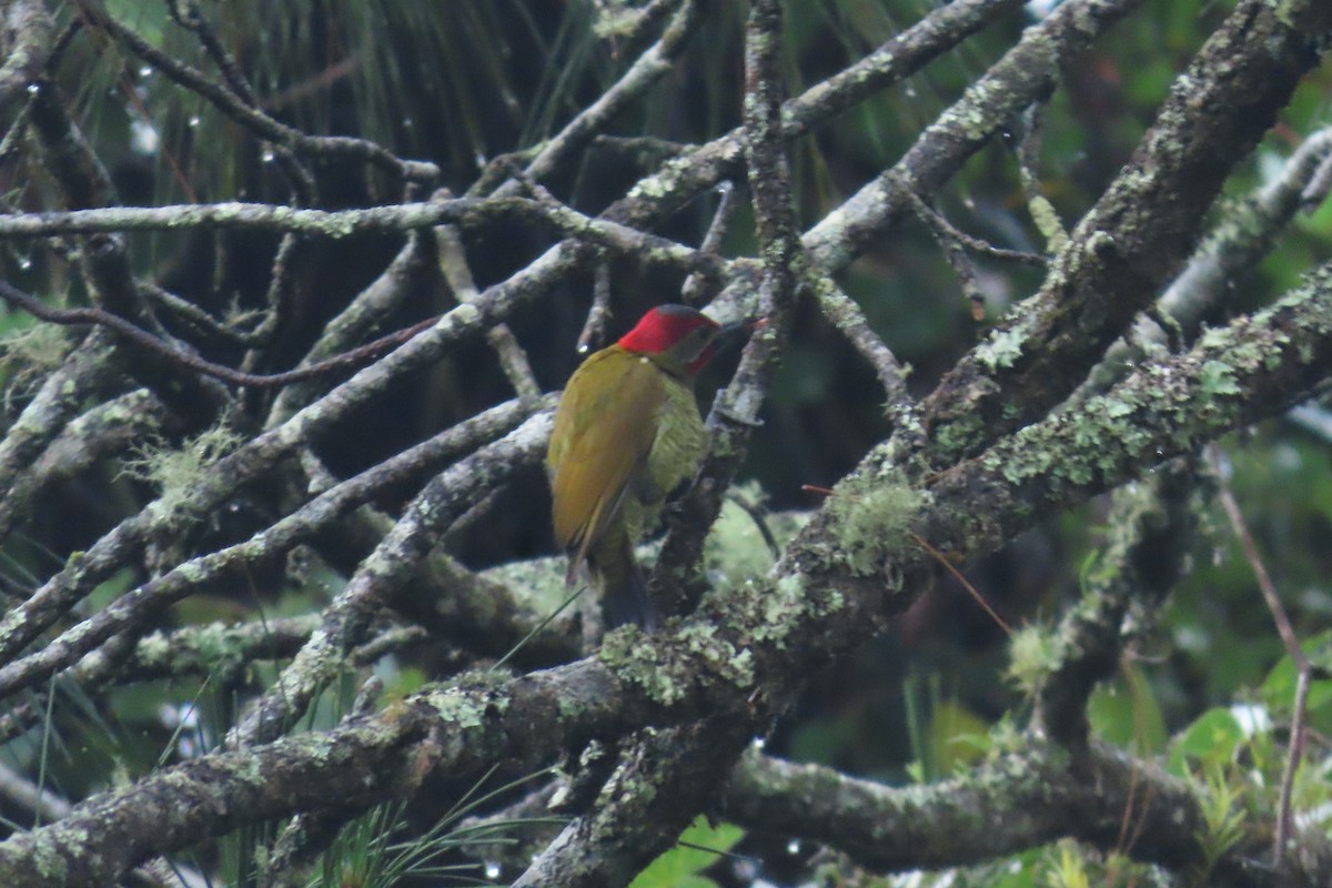 Golden-olive Woodpecker - ML646843013