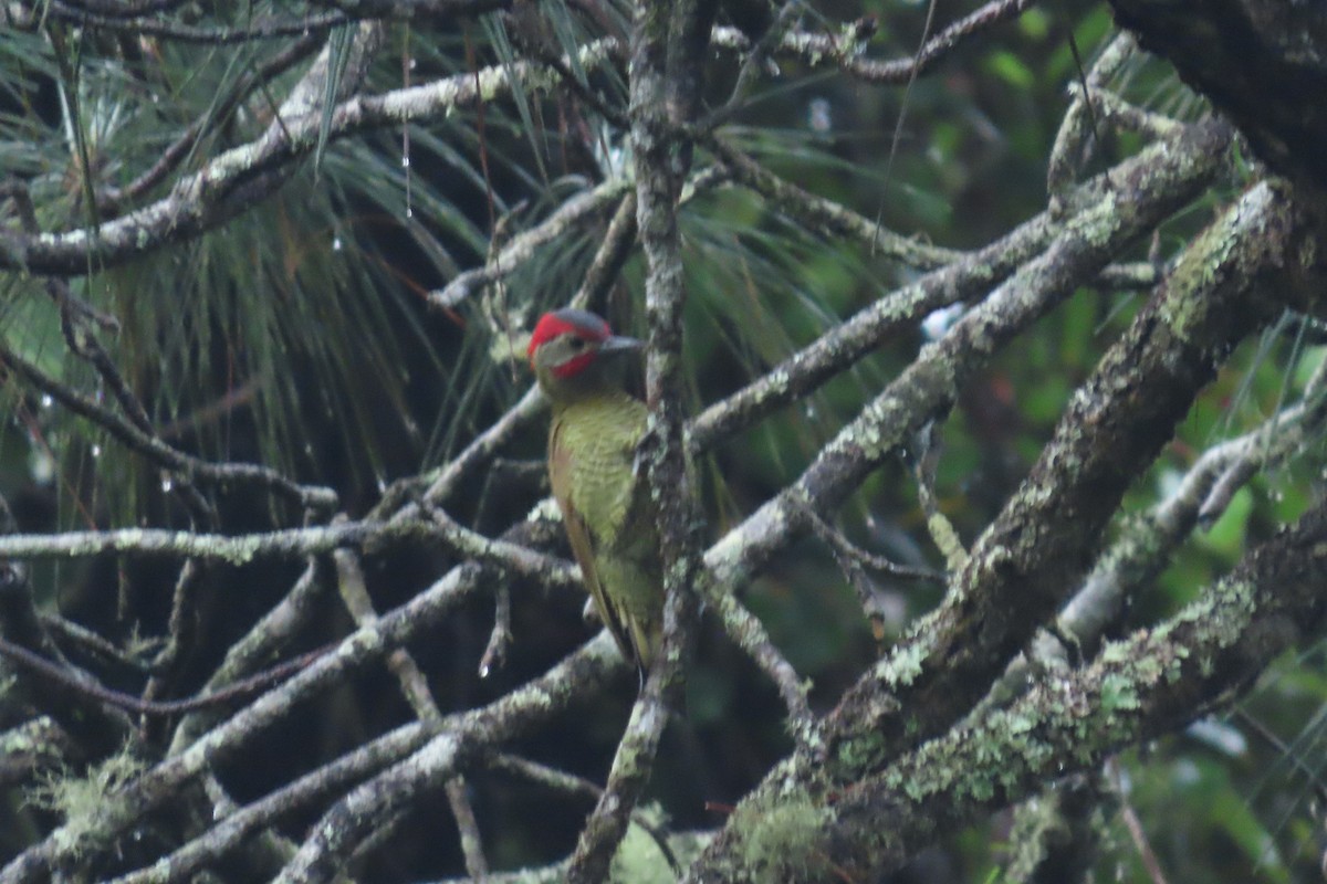 Golden-olive Woodpecker - ML646843014