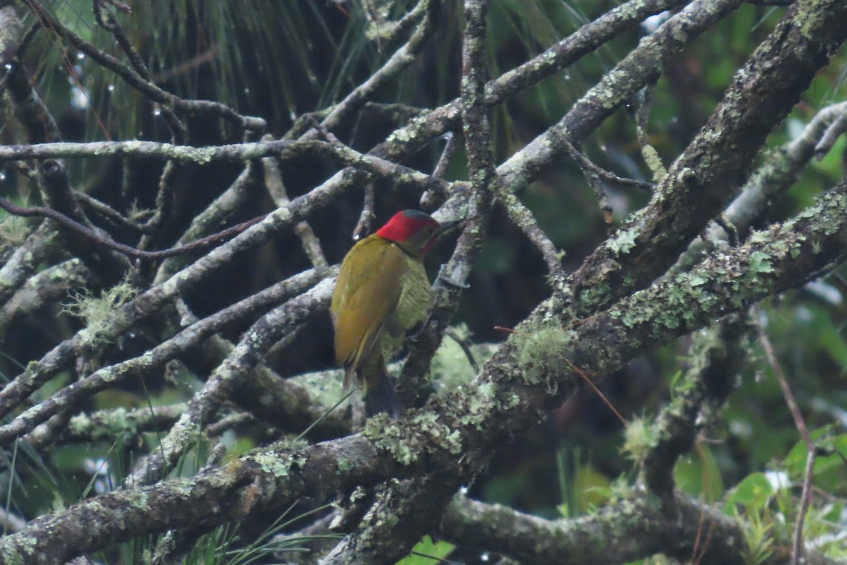 Golden-olive Woodpecker - ML646843015