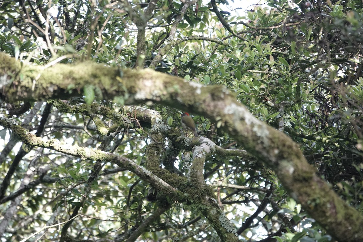 Fine-banded Woodpecker - ML646843016