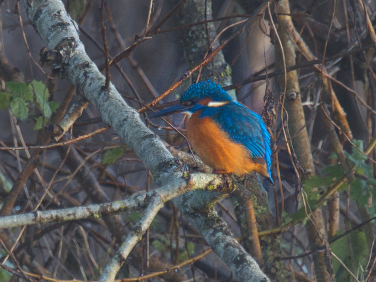 Common Kingfisher - ML646843017