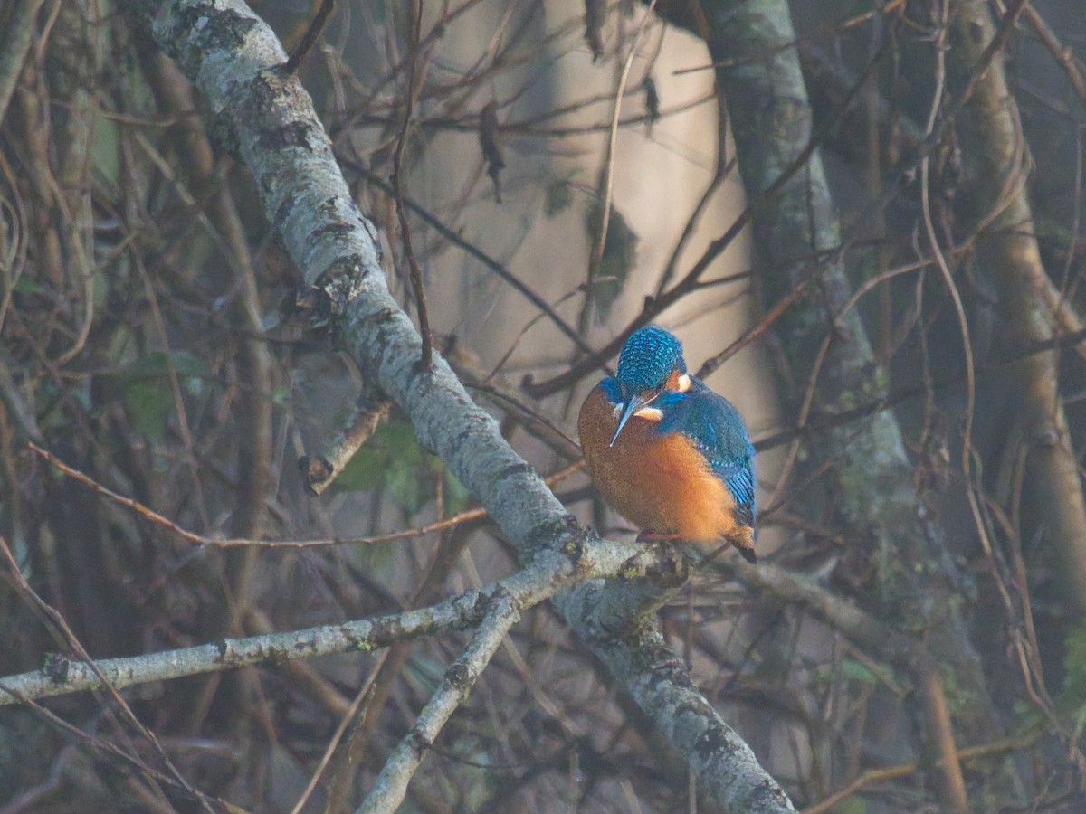 Common Kingfisher - ML646843018