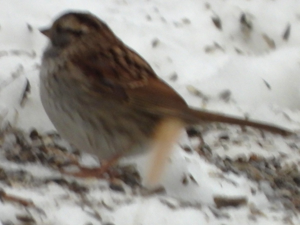 גיבתונית לבנת-גרון - ML646843019