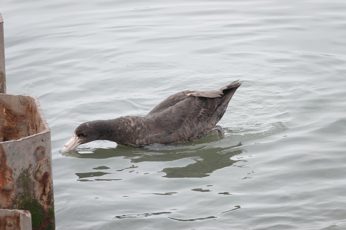 סערון-ענק דרומי - ML646843020
