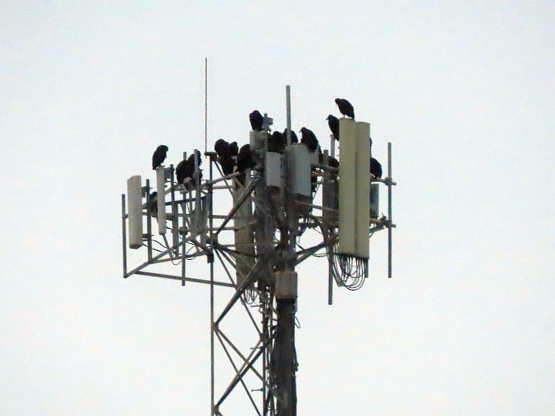 Black Vulture - ML646843021