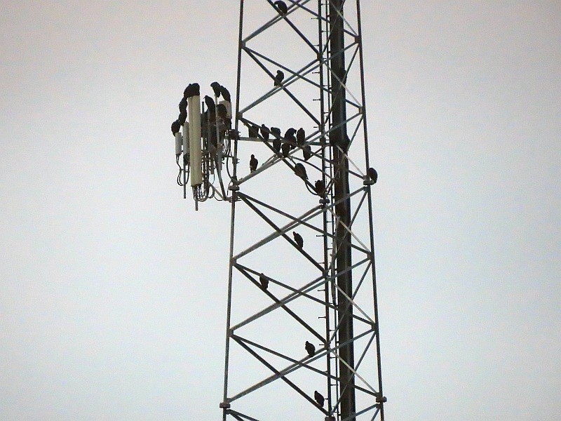 Black Vulture - ML646843022