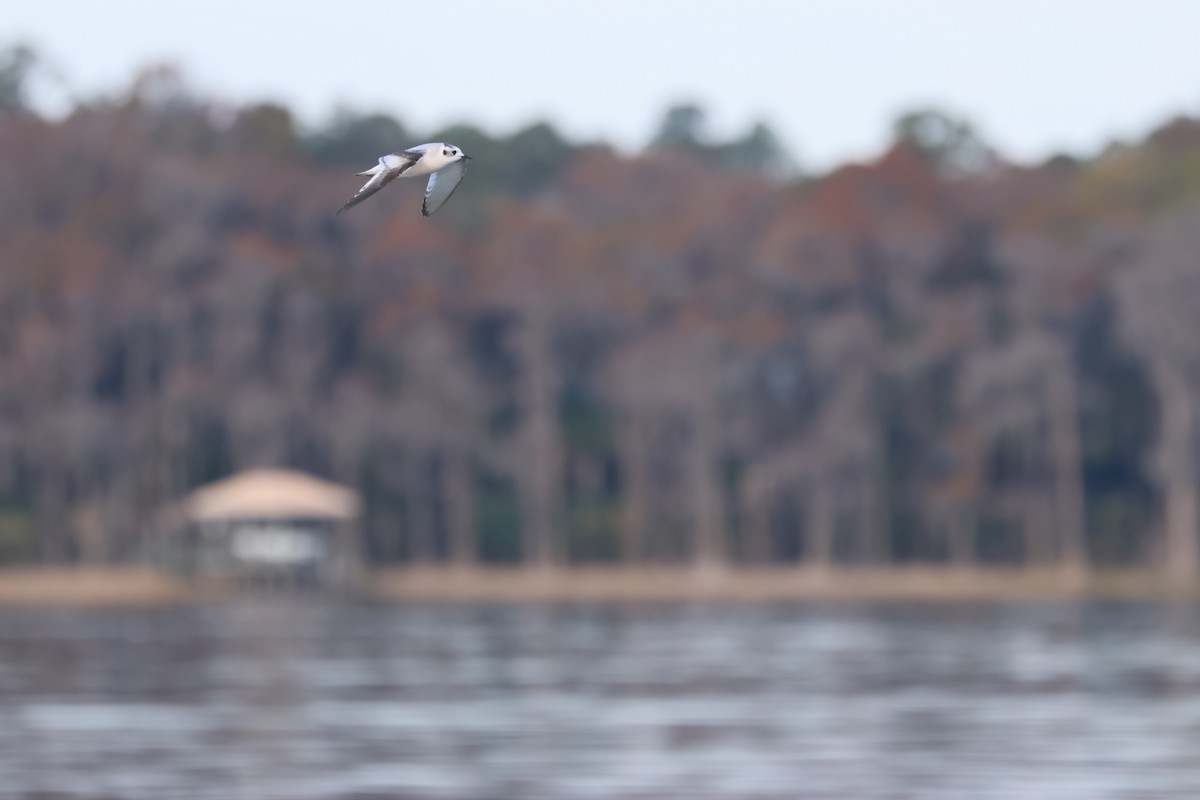 Mouette pygmée - ML646843026