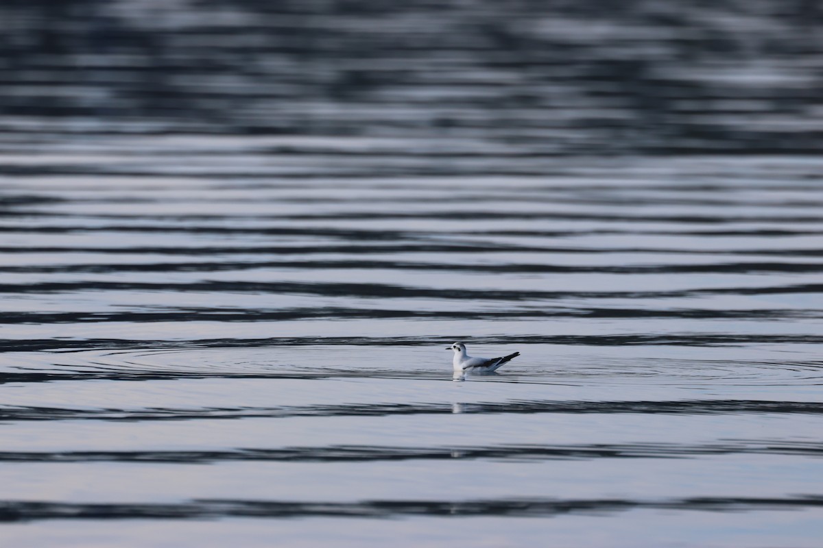 Mouette pygmée - ML646843027