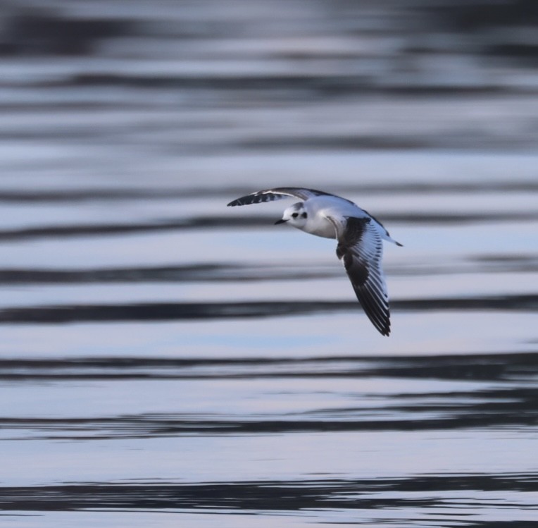 Mouette pygmée - ML646843030