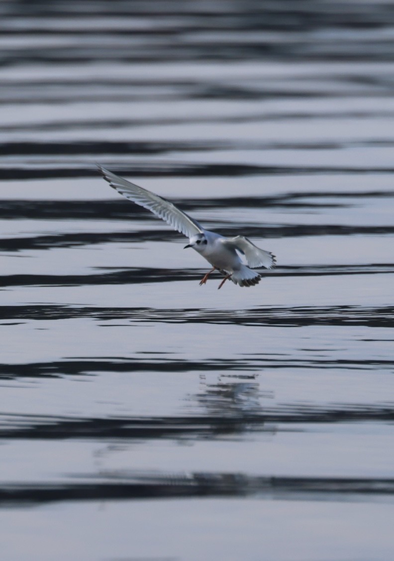 Mouette pygmée - ML646843032