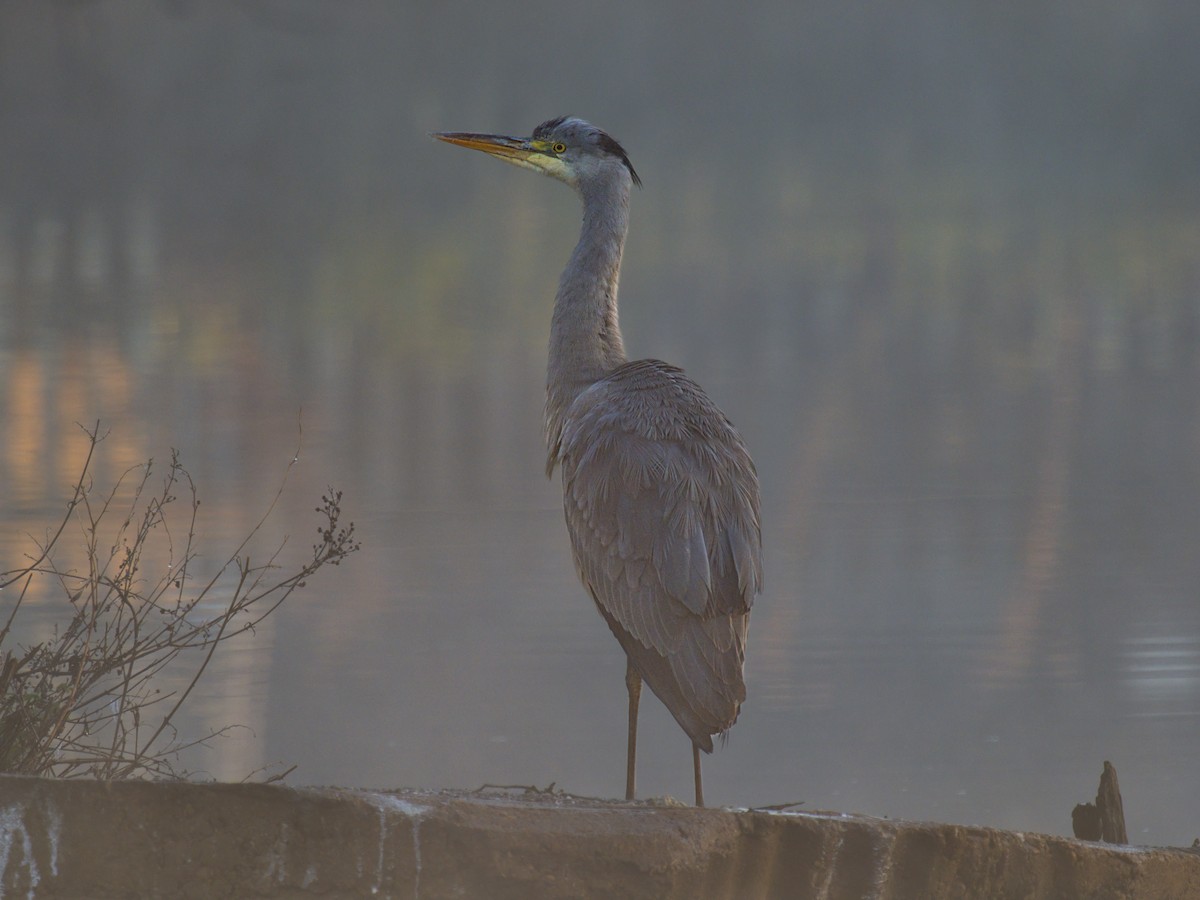 Gray Heron - ML646843034
