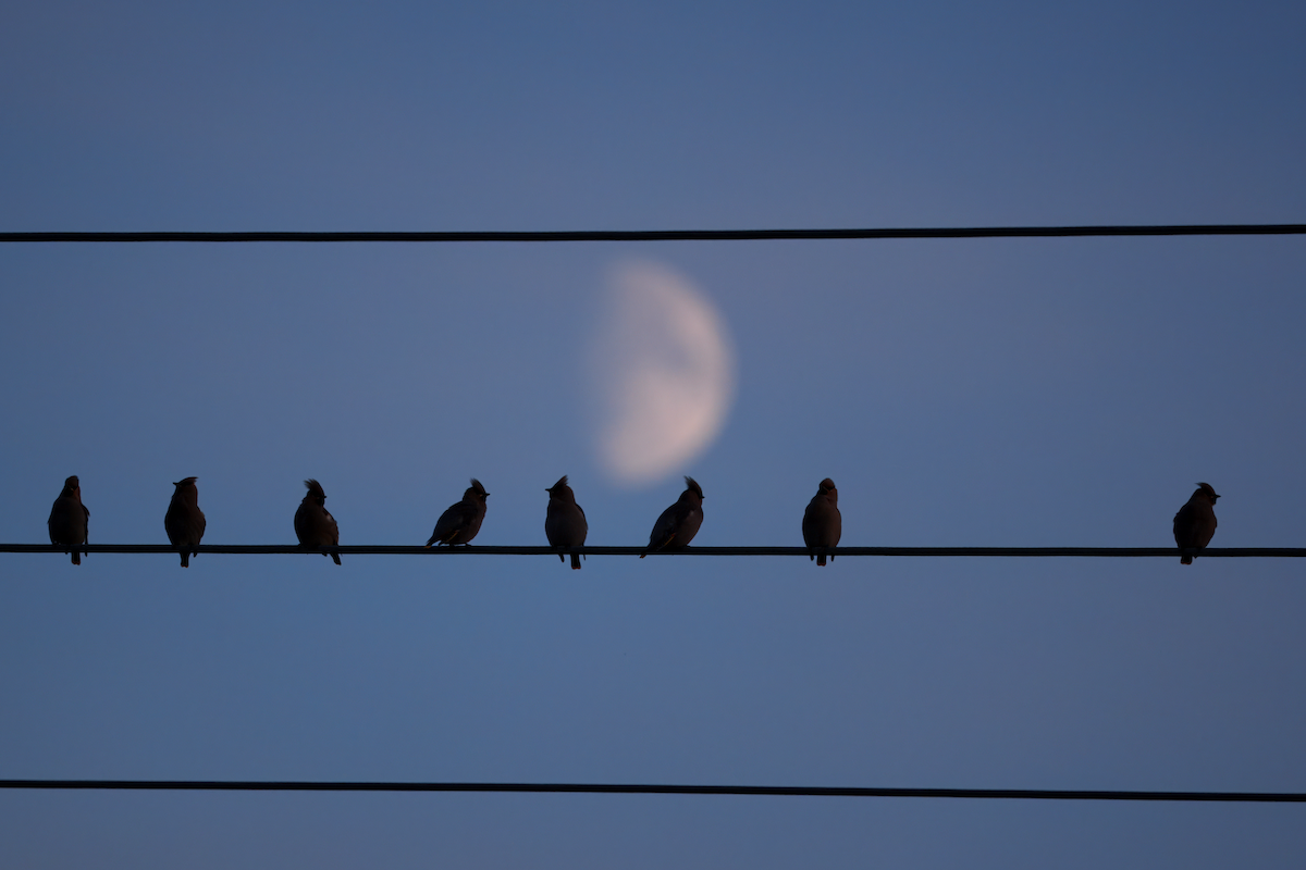 Bohemian Waxwing - ML646843035