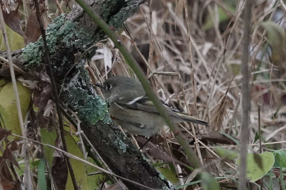 Ruby-crowned Kinglet - ML646843036