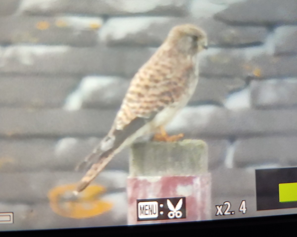 Eurasian Kestrel - ML646843037