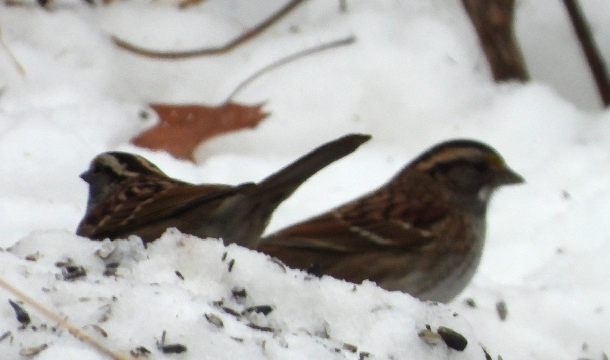 White-throated Sparrow - ML646843038