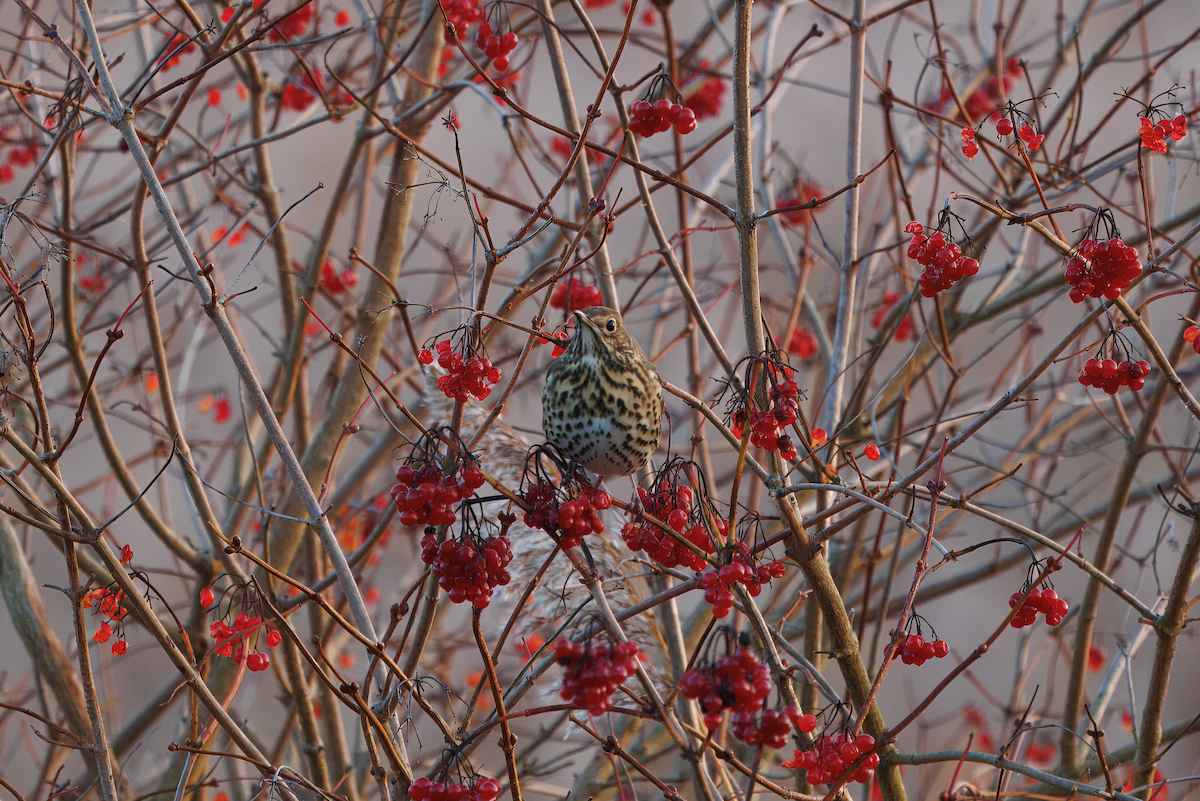 Song Thrush - ML646843039
