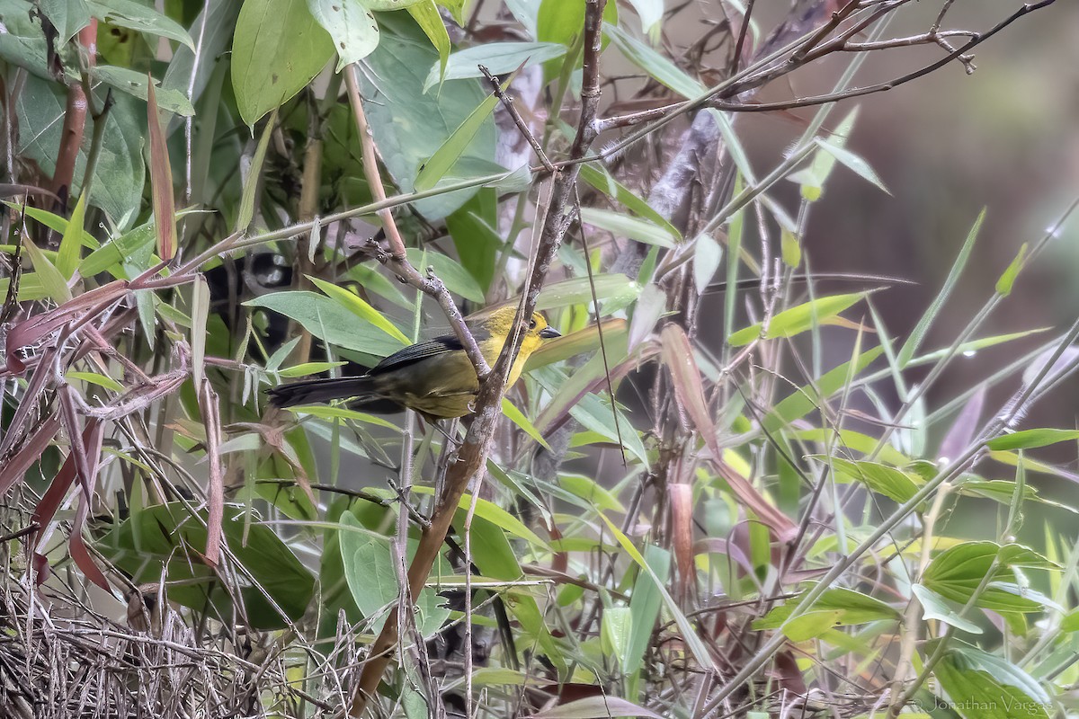 Yellow-headed Brushfinch - ML646843040