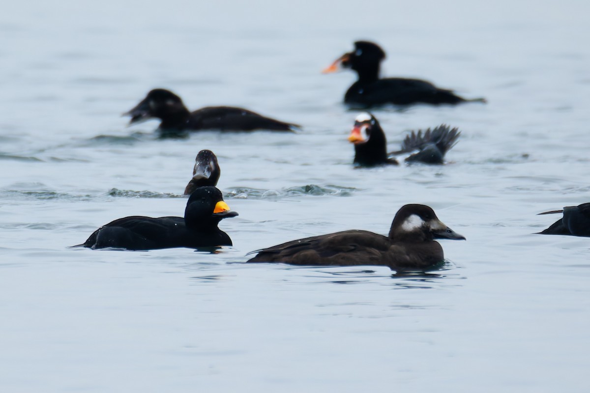 Ahatebeltz amerikarra - ML646843042