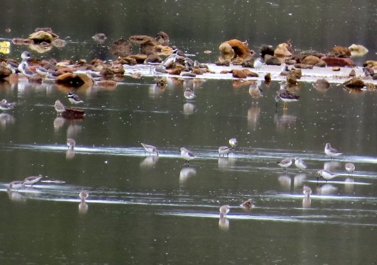 Western Sandpiper - ML646843043