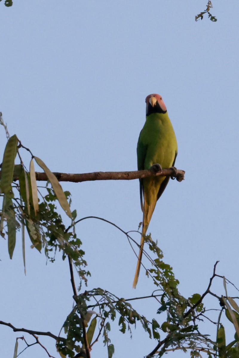Blossom-headed Parakeet - ML646843044
