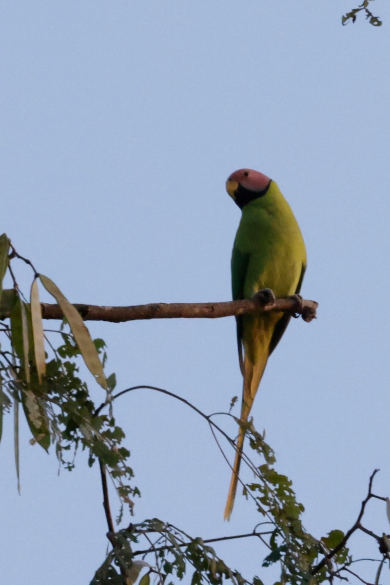 Blossom-headed Parakeet - ML646843045