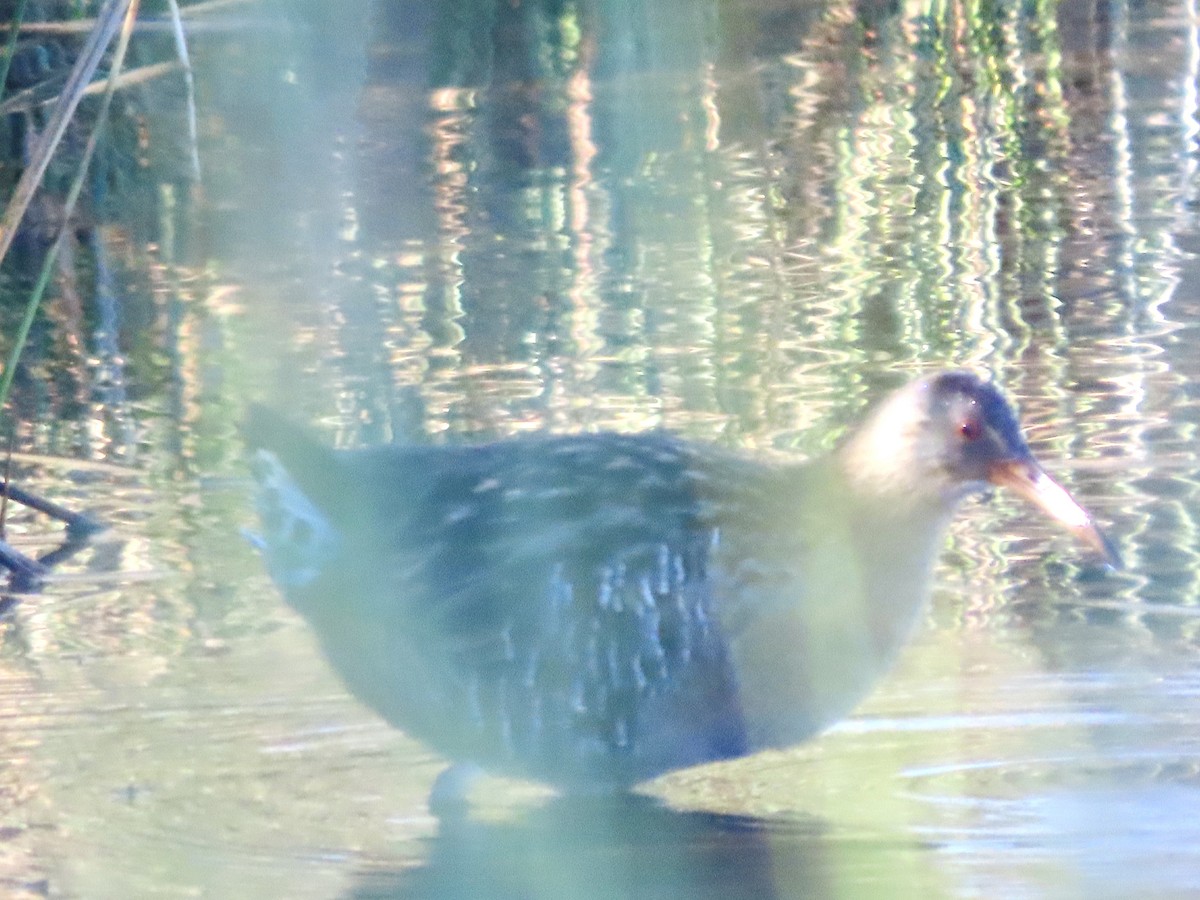 Clapper Rail - ML646843047