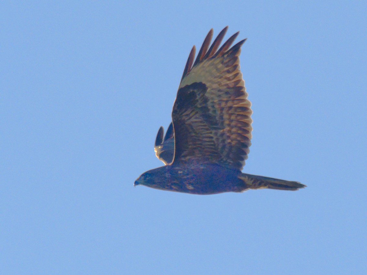 Common Buzzard - ML646843048