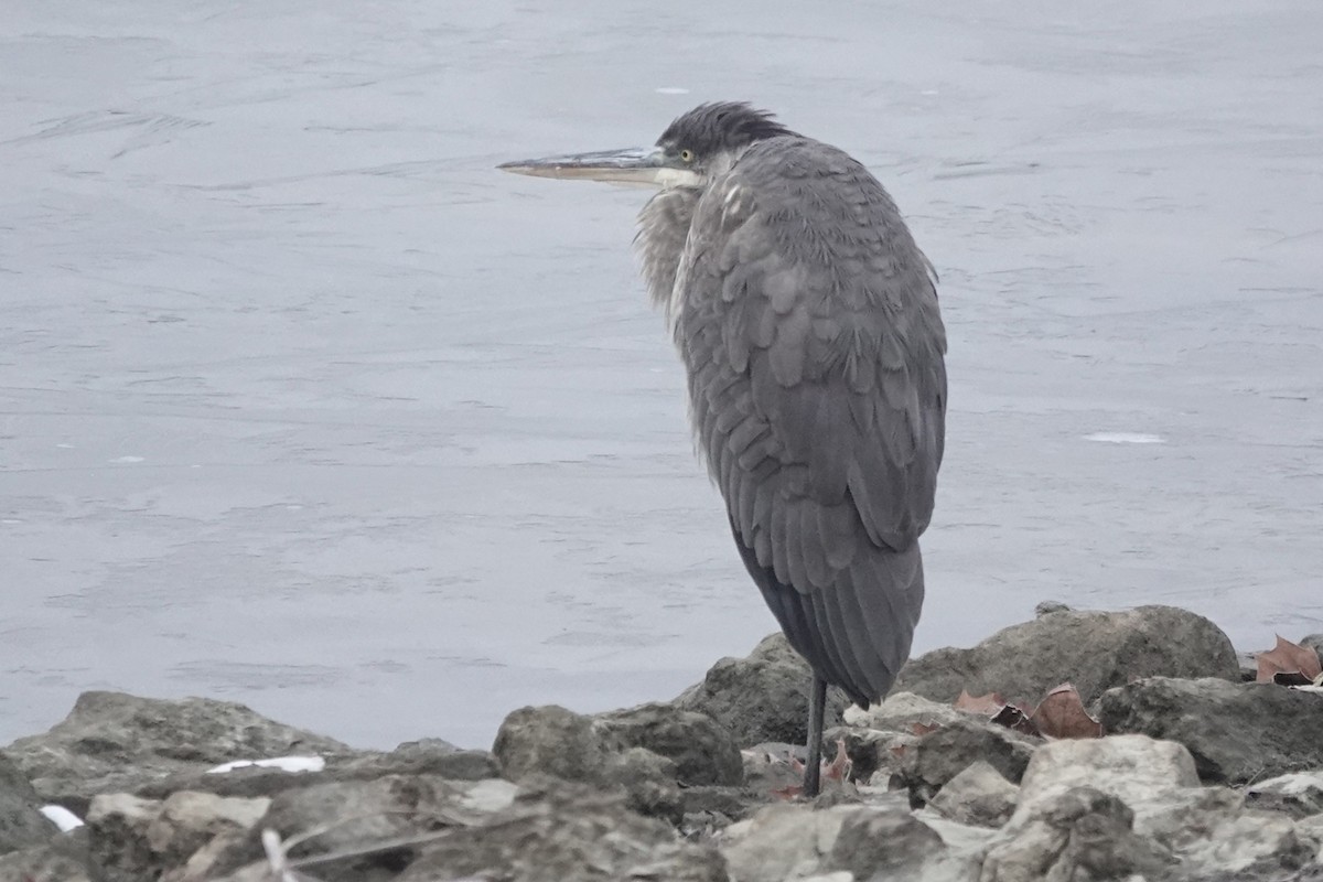 Great Blue Heron - ML646843049
