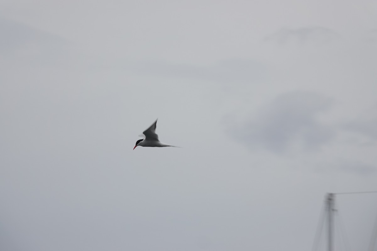 South American Tern - ML646843050