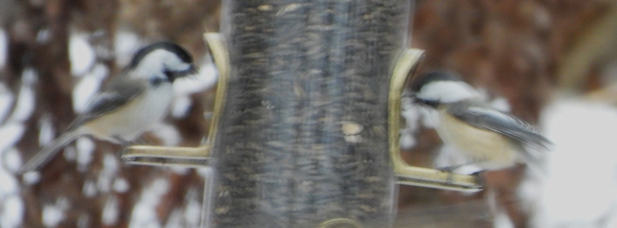 Black-capped Chickadee - ML646843051